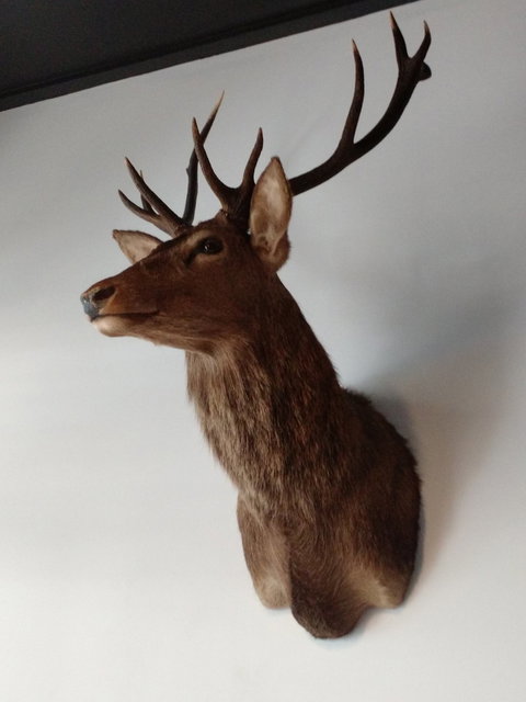 Urban Garden - Lismore Accommodation 3