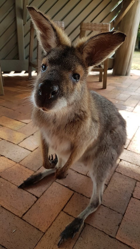Poppies Cafe - Lismore Accommodation 1