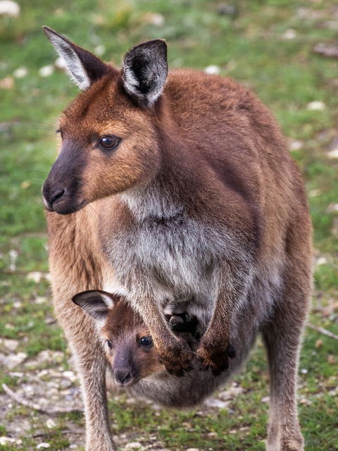 Mercure Kangaroo Island Lodge - Lismore Accommodation 38