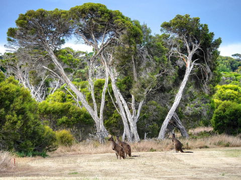 Mercure Kangaroo Island Lodge - Lismore Accommodation 33