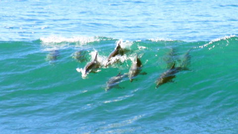 Mollymook Beach Waterfront - Lismore Accommodation 4