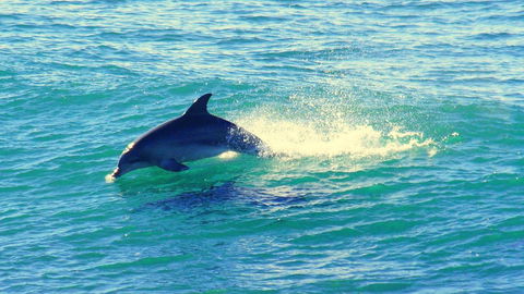 Mollymook Beach Waterfront - Lismore Accommodation 22