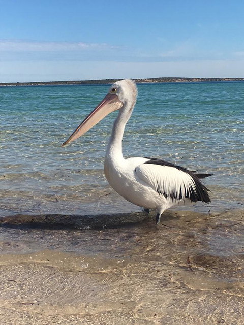 Sail & Anchor - Lismore Accommodation 2