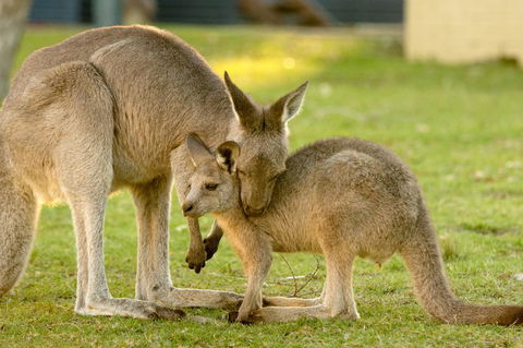 BIG4 Tasman Holiday Parks - Racecourse Beach - Lismore Accommodation 39