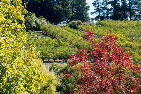 The Manor Basket Range - Lismore Accommodation 16