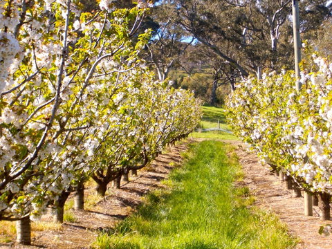 STUDIO ECHUNGA Adelaide Hills - Lismore Accommodation 18