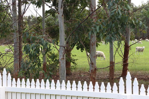 Sapphire Chalets, Augusta - Lismore Accommodation 9