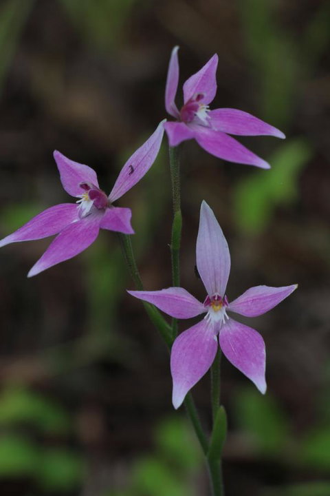 Sapphire Chalets, Augusta - Lismore Accommodation 17