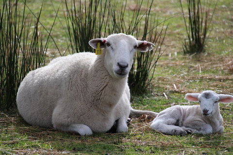 Sapphire Chalets, Augusta - Lismore Accommodation 11