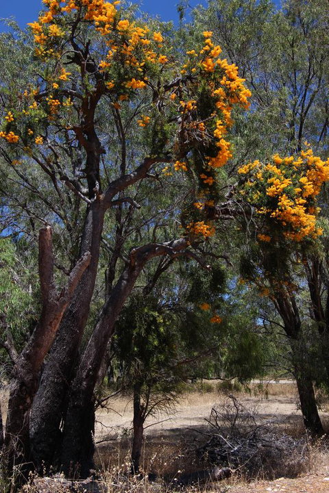 Sapphire Chalets, Augusta - Lismore Accommodation 12