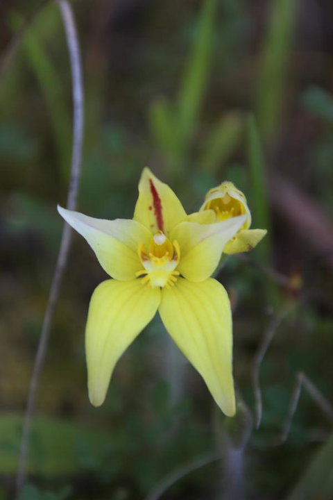 Sapphire Chalets, Augusta - Lismore Accommodation 18