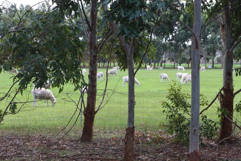 Sapphire Chalets, Augusta - Lismore Accommodation 10