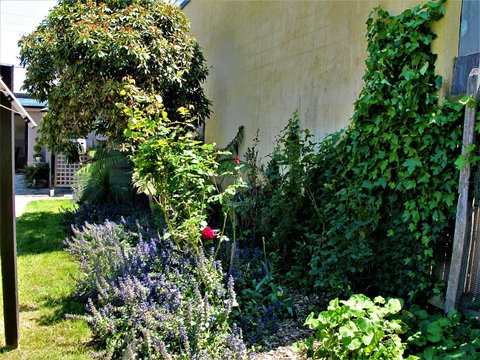 Apple Tree Cottage - Lismore Accommodation 24