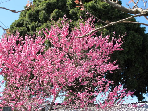 Apple Tree Cottage - Lismore Accommodation 31