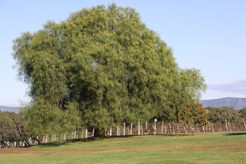 Adina Vineyard - Lismore Accommodation 17