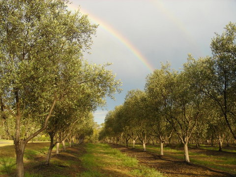 Adina Vineyard - Lismore Accommodation 19