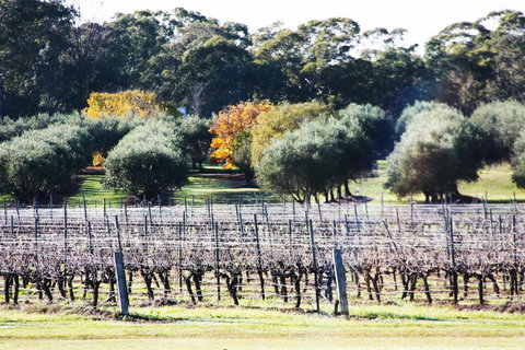 Adina Vineyard - Lismore Accommodation 15