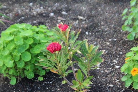 Red Waratah - Lismore Accommodation 12