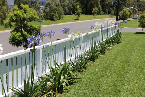 Red Waratah - Lismore Accommodation 2