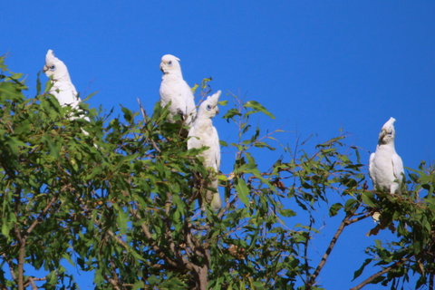 Aurora Kakadu Lodge - Lismore Accommodation 9