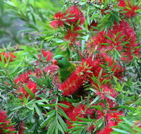 Bottlebrush B  B - Lismore Accommodation