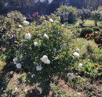 Carisbrook Country Retreat Motel - Lismore Accommodation