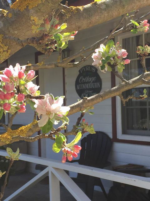 Coonawarra's Pyrus Cottage - Lismore Accommodation 3
