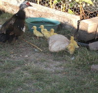 Corella Creek Country Farm Stay - Lismore Accommodation