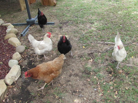 Frog Hollow - Lismore Accommodation 1