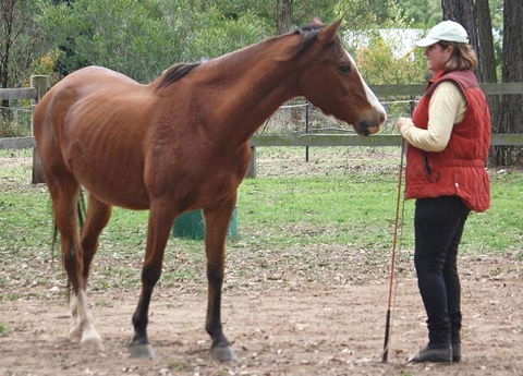 Fullcircle Farm - Lismore Accommodation 2