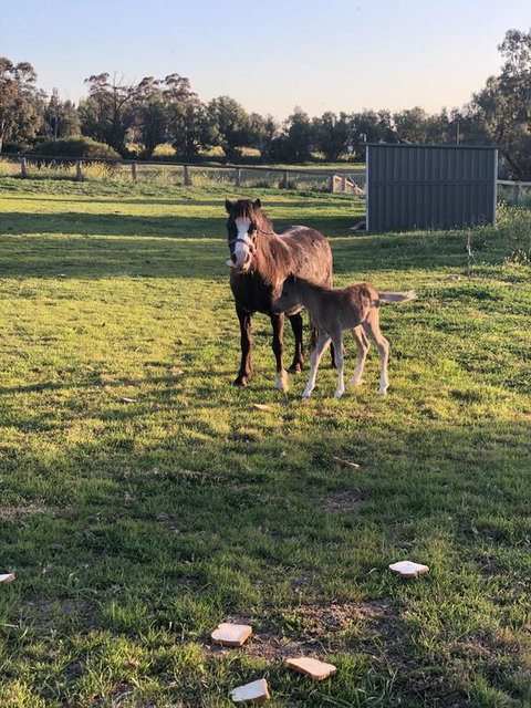Gibbagunyah Manor - Lismore Accommodation 1