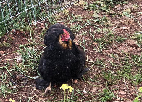 Gibbagunyah Manor - Lismore Accommodation 2