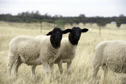 Gilgraves Vineyard Farmstay - Lismore Accommodation 3