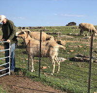 Gilgraves Vineyard Farmstay - Lismore Accommodation