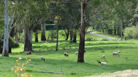 JAN'S ART STUDIO AT ASHBY RISE - Lismore Accommodation 0