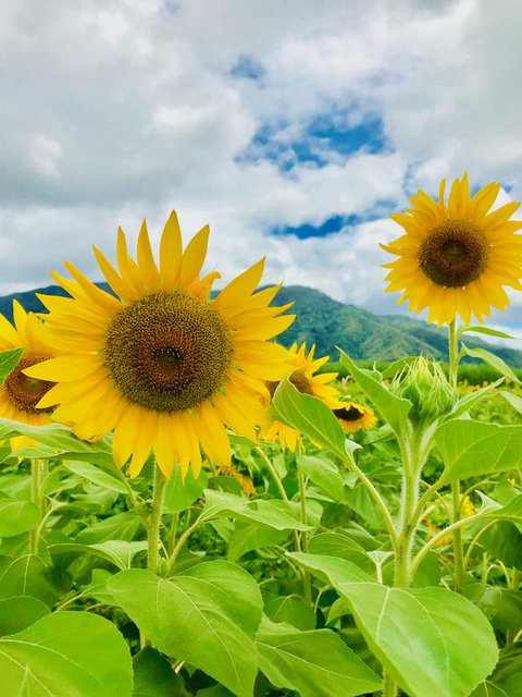 JJs Backpackers Hostel - Lismore Accommodation 3