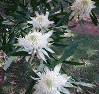 Lyrebird Gully Retreat - Lismore Accommodation