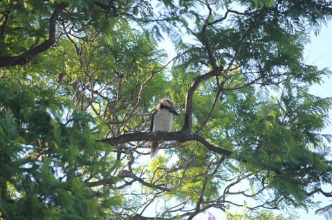 Jacaranda Hideaway Bed & Breakfast - Lismore Accommodation 0