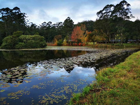 OCT Forest Lodge - Lismore Accommodation 2