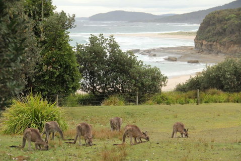 Pretty Beach Cabins - Lismore Accommodation 3