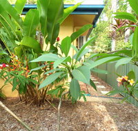 Rainforest Cottage Cairns - Lismore Accommodation