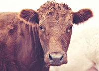 Book Weetulta Accommodation Vacations Lismore Accommodation Lismore Accommodation