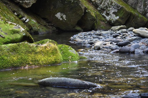 Salisbury Lodges - Lismore Accommodation 2