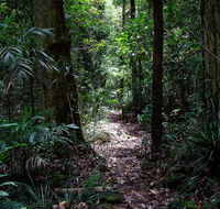 Springbrook Lyrebird Retreat - Lismore Accommodation