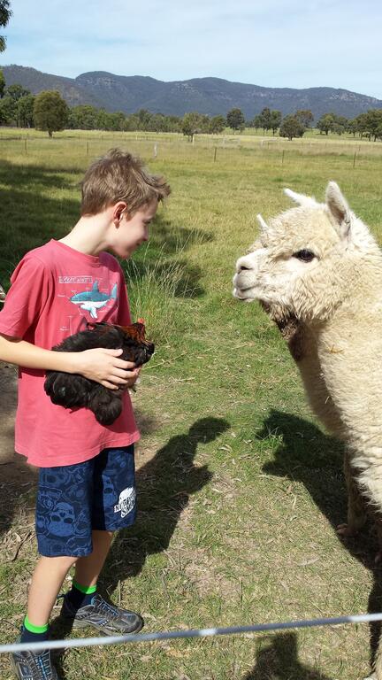 Starline Alpacas Farmstay Resort - Lismore Accommodation 3