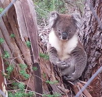 Stringybark Hills Retreat - Lismore Accommodation