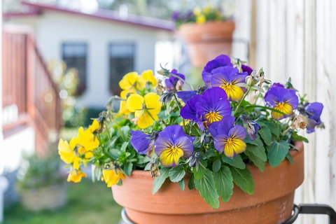 Sunnyside - Lismore Accommodation 1