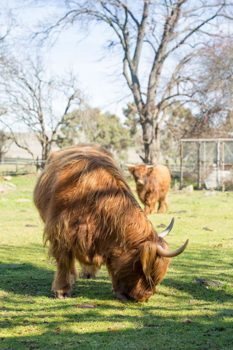 Ratho Farm - Lismore Accommodation 4