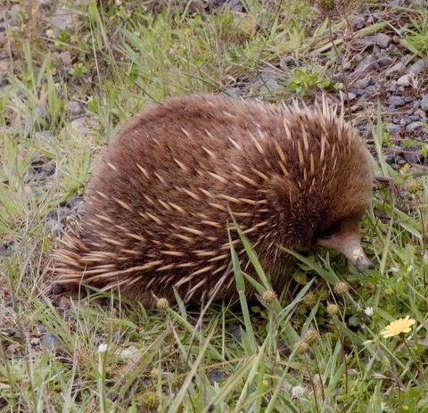Highland Cabins And Cottages At Bronte Park - Lismore Accommodation 18