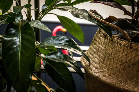 Alabama Hotel Hobart - Lismore Accommodation 25